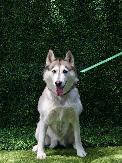 NALA, Adoptable, Adult Female Siberian Husky.
