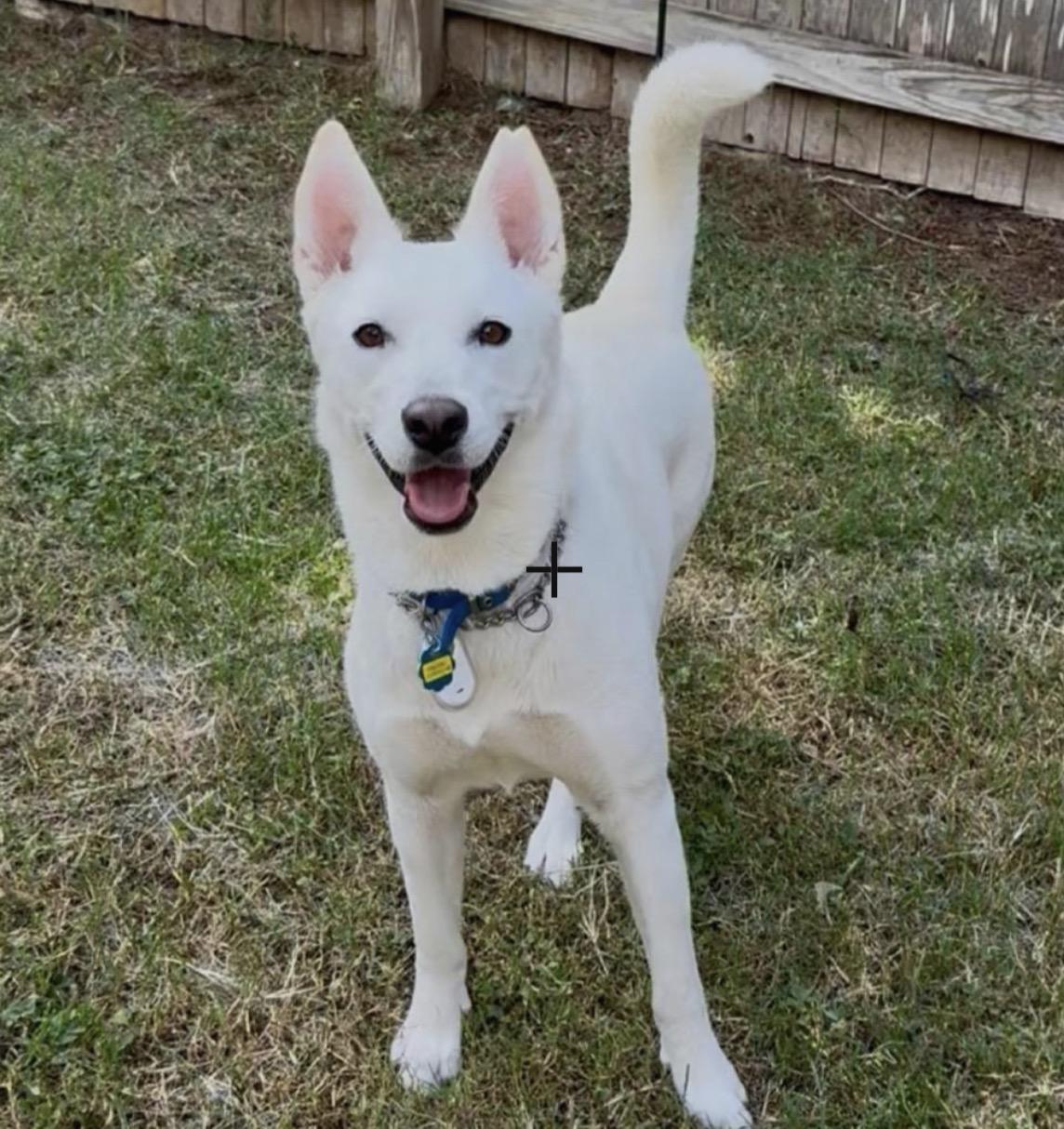 Blanquita, Adoptable, Adult Female Shepherd & Husky.