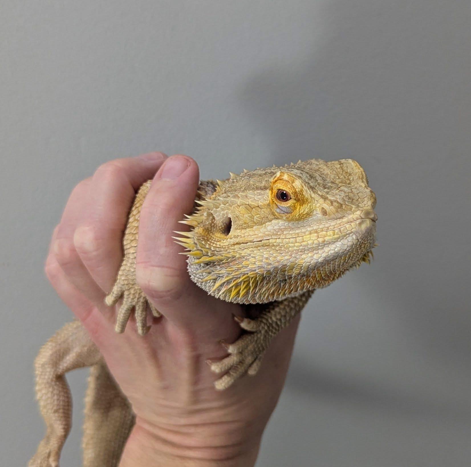 Enlarge Ace, a ADOPTABLE Bearded Dragon in Omaha, NE image 1/1