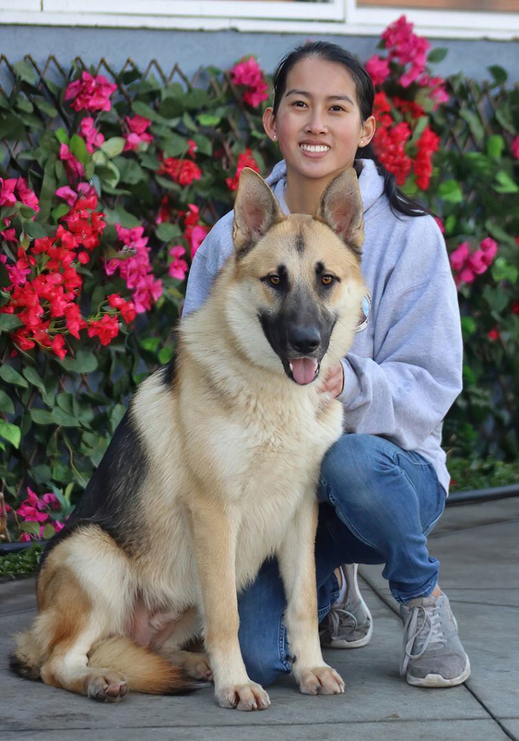 Harvey von Heinsberg", Adoptable, Young Male German Shepherd Dog.