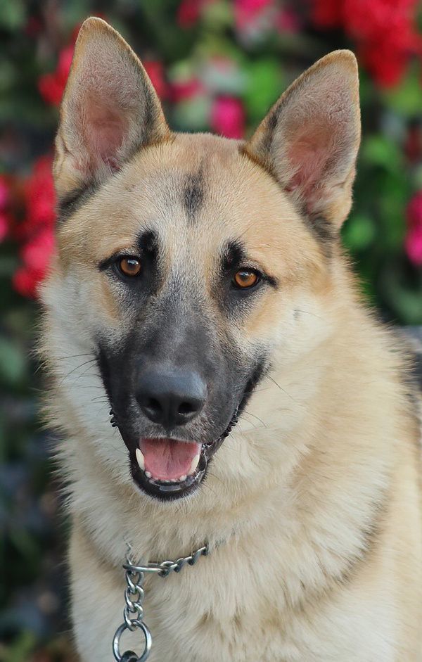 Harvey von Heinsberg", a Adoptable German Shepherd Dog in Los Angeles, CA image 2/6