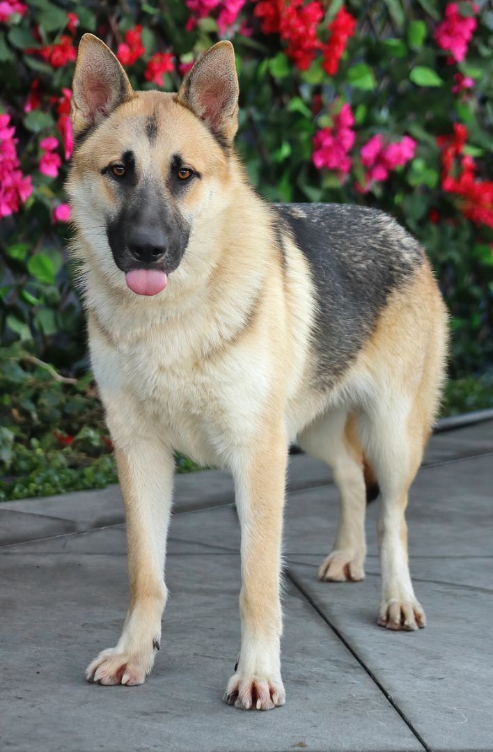 Harvey von Heinsberg", a Adoptable German Shepherd Dog in Los Angeles, CA image 3/6