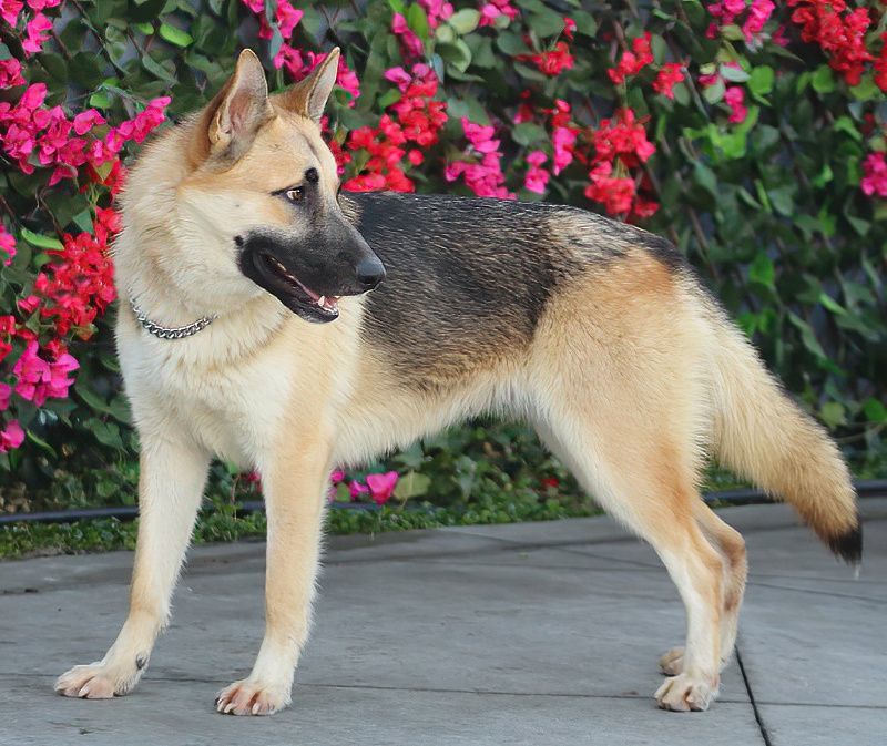 Harvey von Heinsberg", a Adoptable German Shepherd Dog in Los Angeles, CA image 4/6