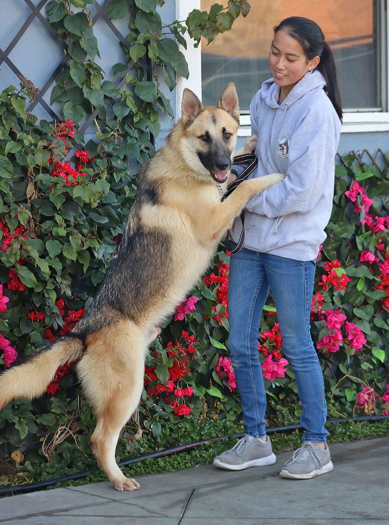 Harvey von Heinsberg", a Adoptable German Shepherd Dog in Los Angeles, CA image 5/6