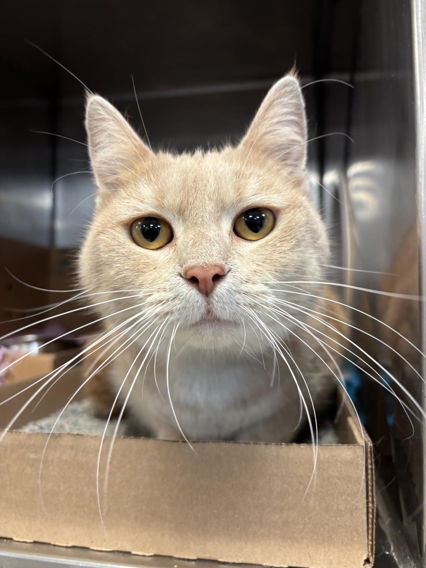 Enlarge Nala, a ADOPTABLE Domestic Short Hair in Lafayette, IN image 1/1