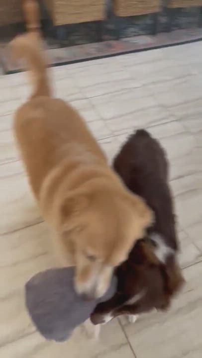 Enlarge Diesel, a Adopted Australian Shepherd in Cape Coral, FL video 6/11