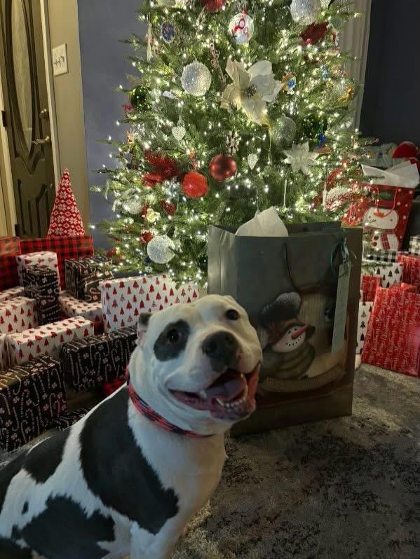 Enlarge Gigi, a Adoptable mixed breed in Akron, NY image 5/5