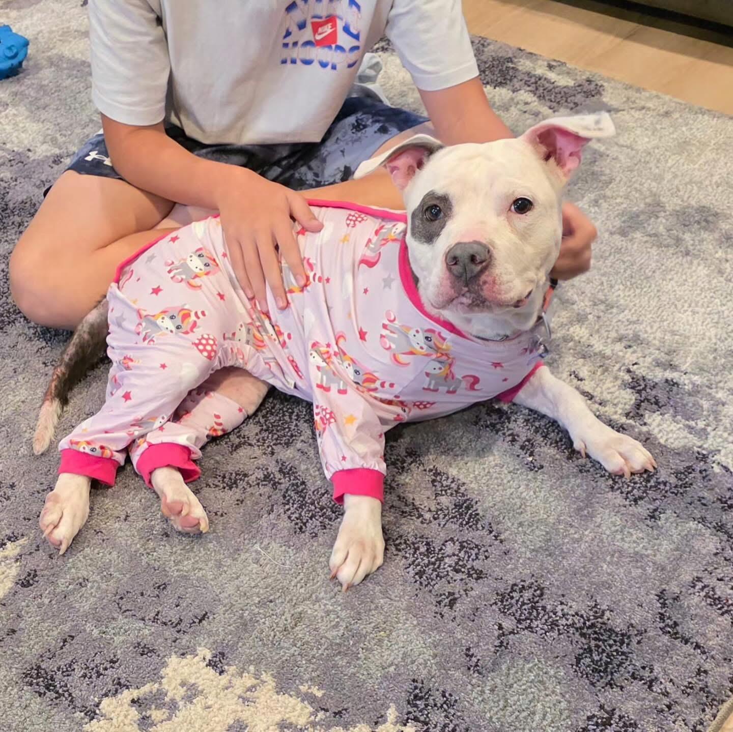 Gigi, Adoptable, Adult Female Pit Bull Terrier.