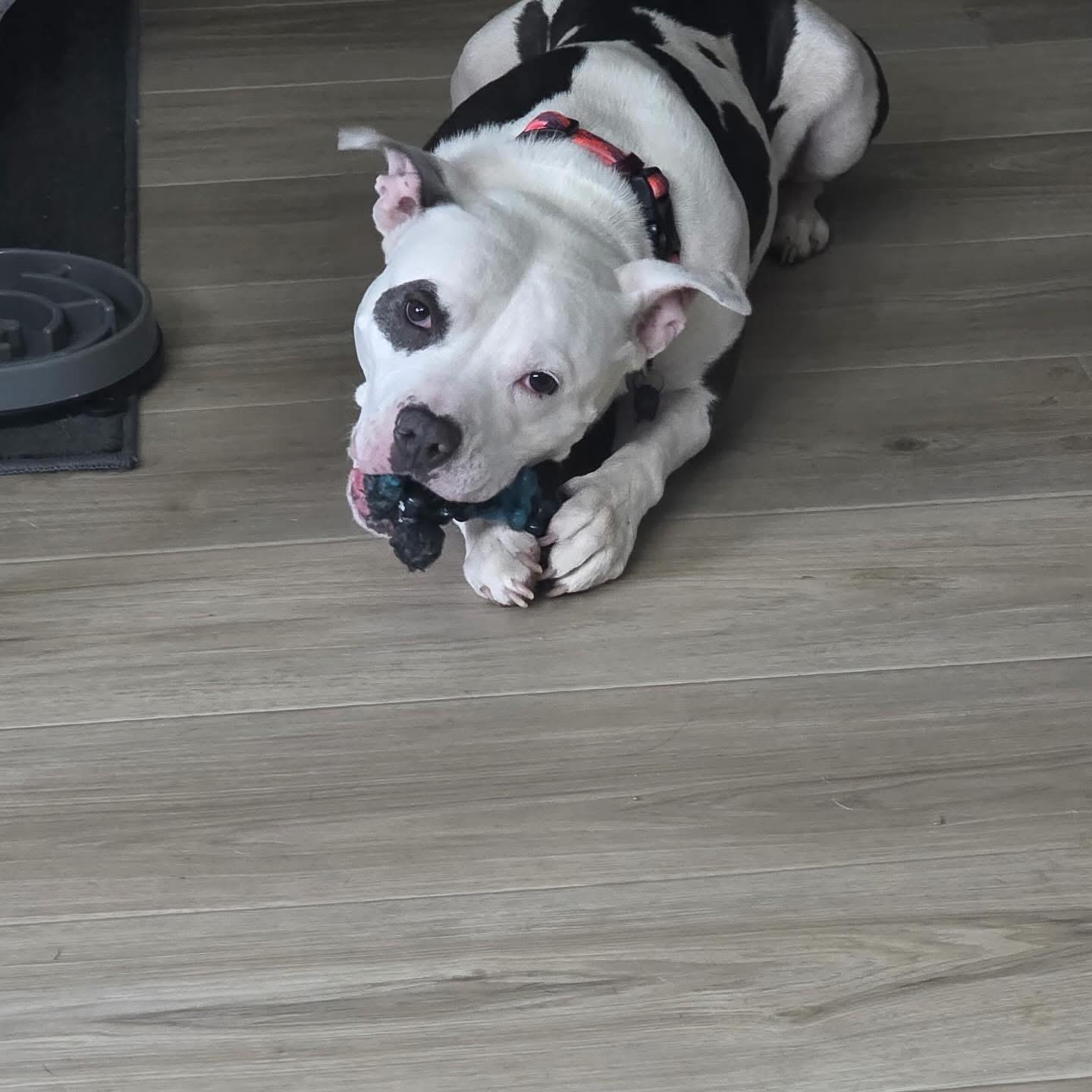 Gigi, a Adoptable mixed breed in Akron, NY image 2/5