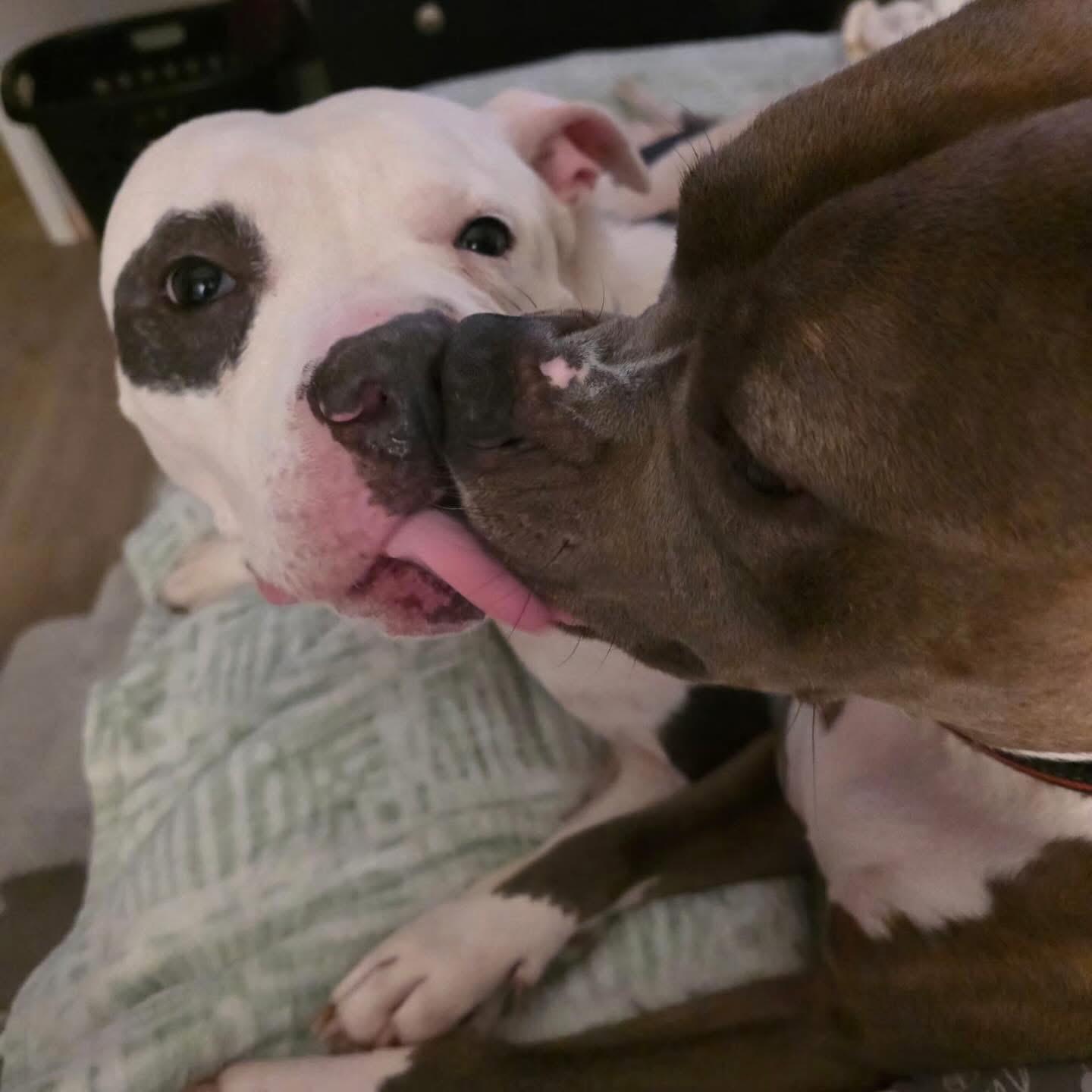 Gigi, a Adoptable mixed breed in Akron, NY image 3/5