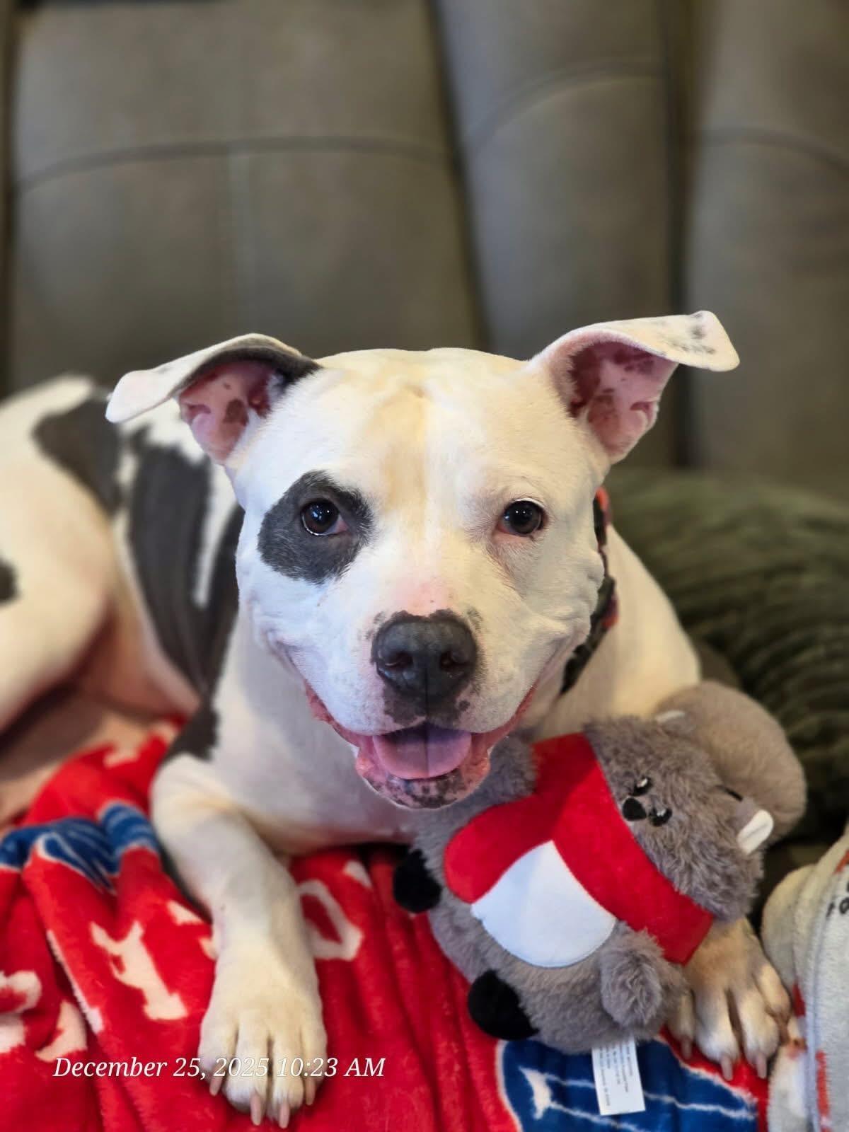 Gigi, Adoptable, Adult Female Pit Bull Terrier.