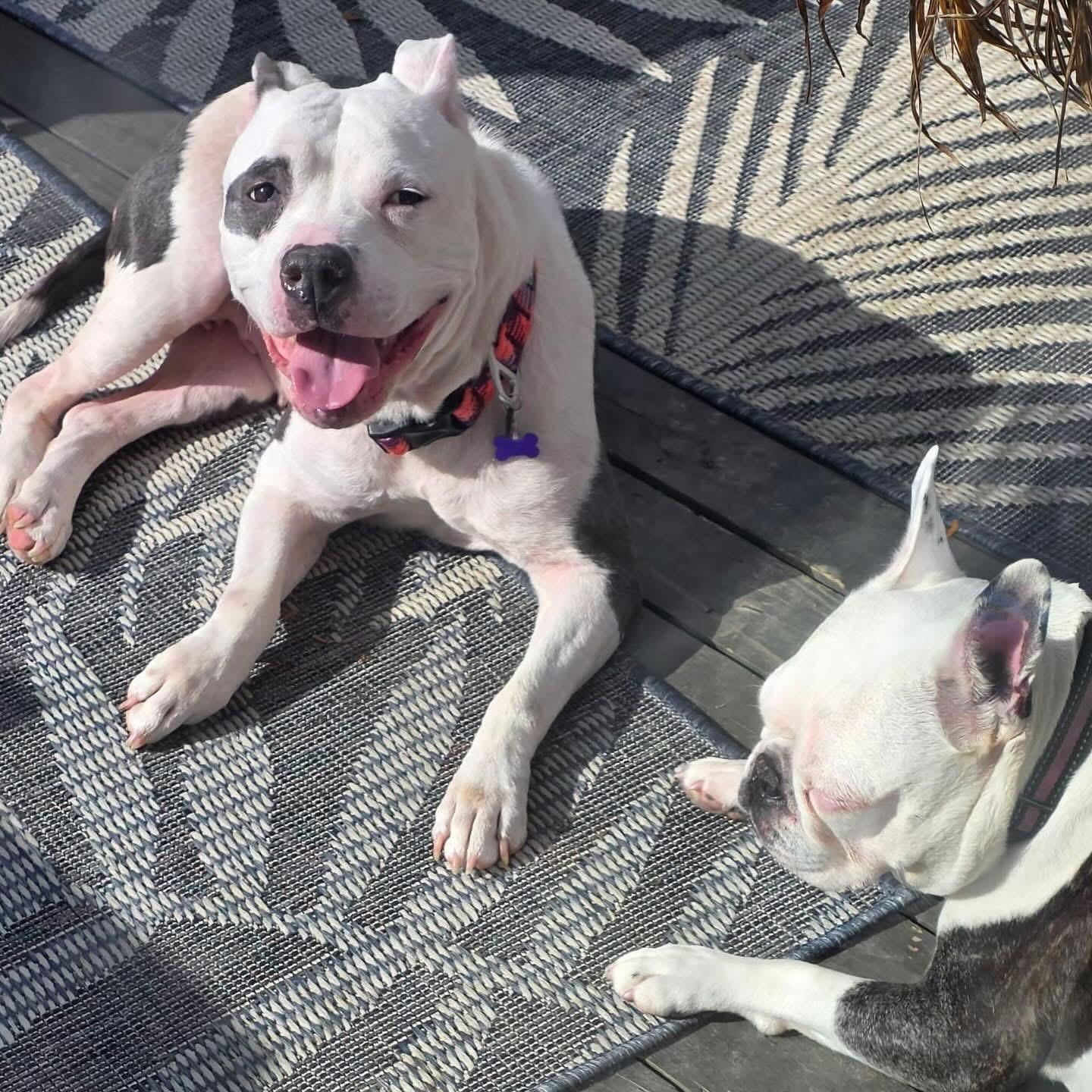 Gigi, a Adoptable mixed breed in Akron, NY image 4/5