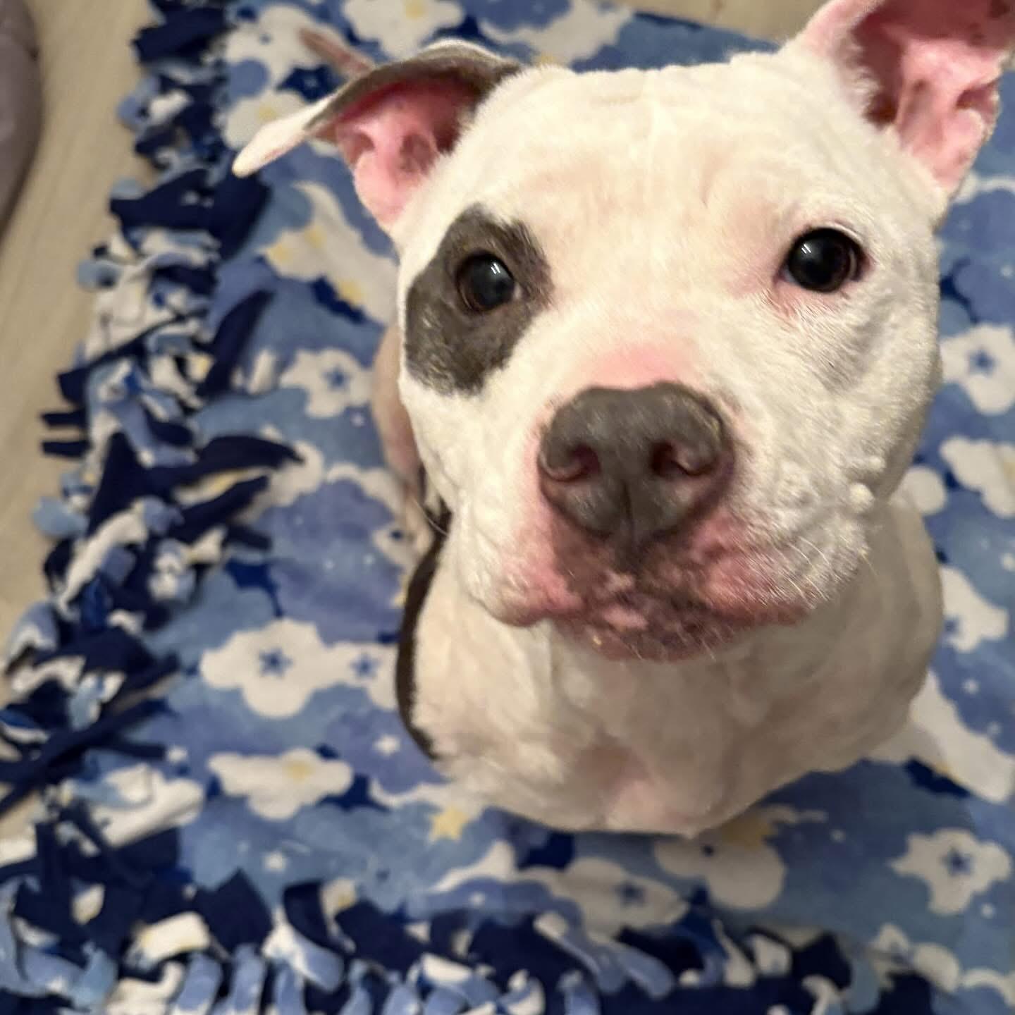 Gigi, a Adoptable mixed breed in Akron, NY image 5/5