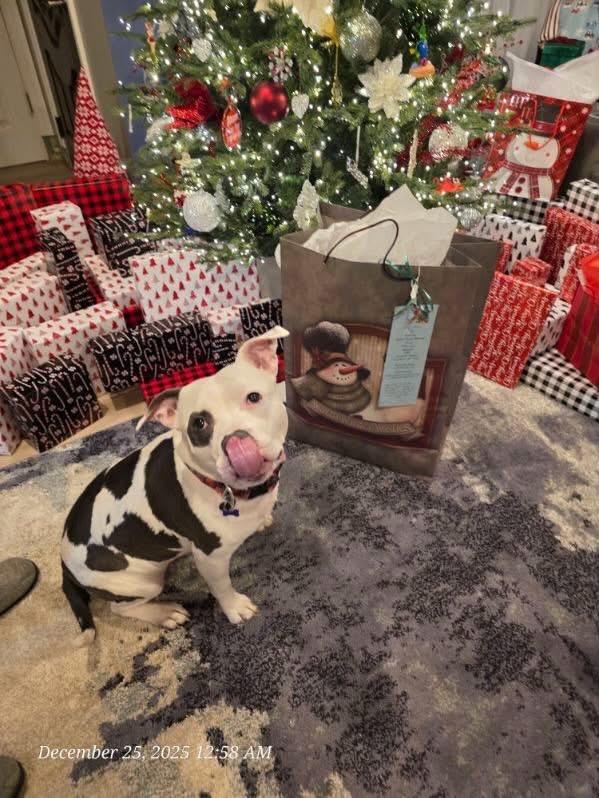 Enlarge Gigi, a Adoptable mixed breed in Akron, NY image 4/5