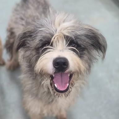 Einstein, Adoptable, Young Male Sheep Dog & Terrier.