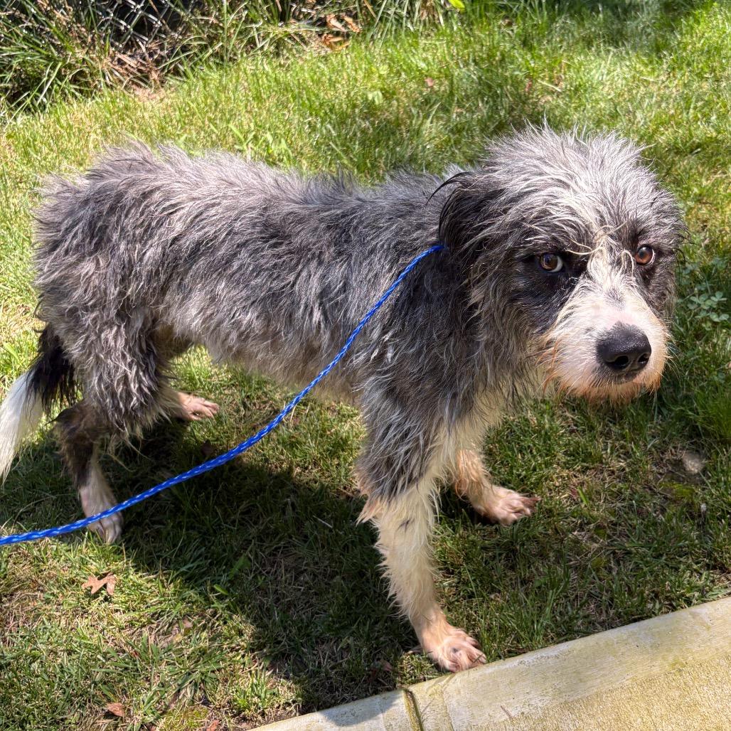 Einstein, a Adoptable mixed breed in Calverton, NY image 2/3