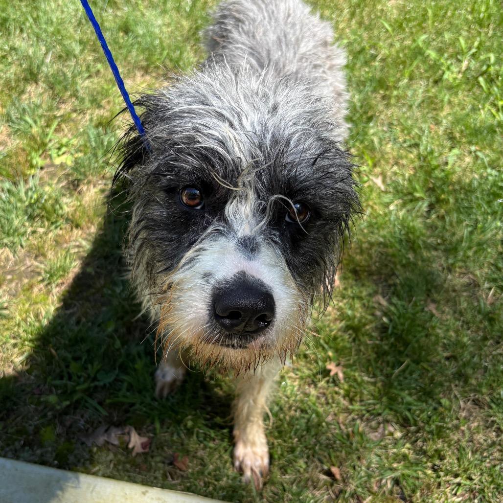 Einstein, a Adoptable mixed breed in Calverton, NY image 3/3