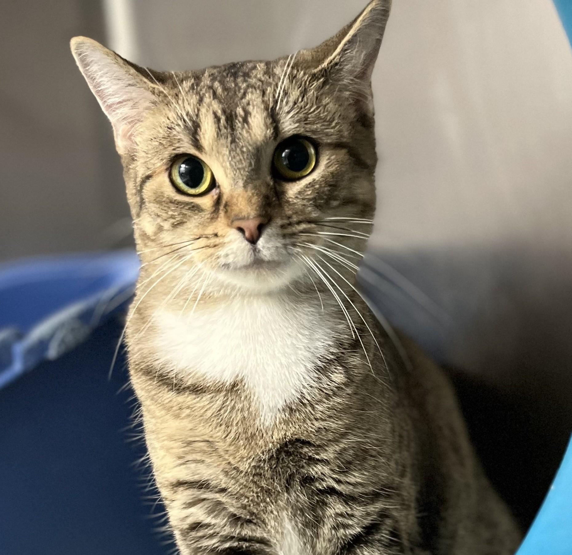 Penguin, ADOPTABLE, Adult Female Domestic Short Hair.