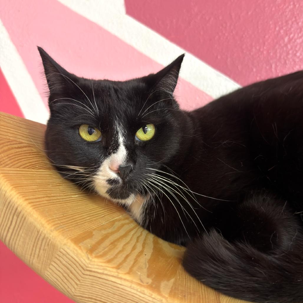 Enlarge Poppi, a Adoptable American Shorthair in Newberg, OR image 1/1