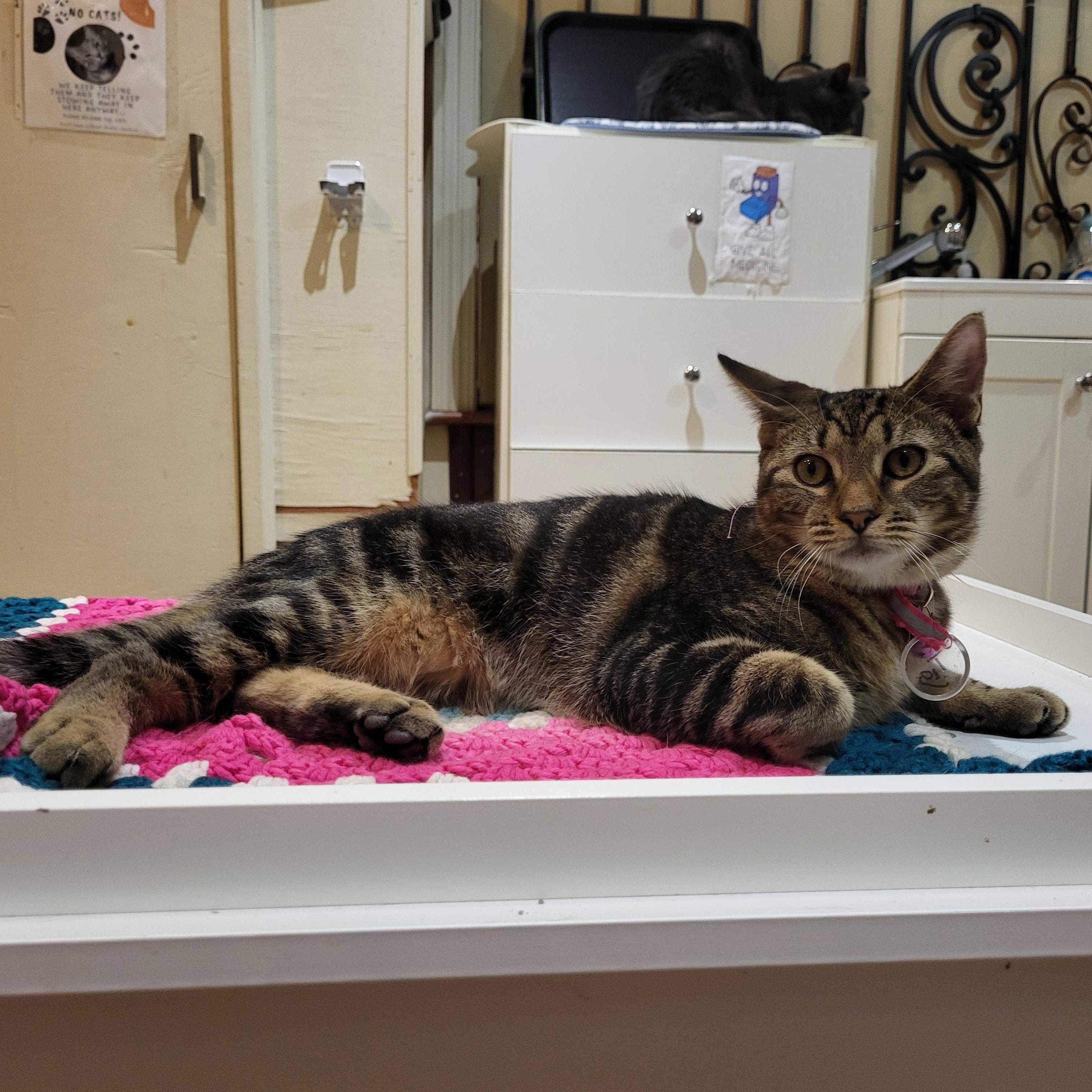 Tigre (bonded to Tango), a Adoptable Tabby in East Brunswick, NJ image 4/6