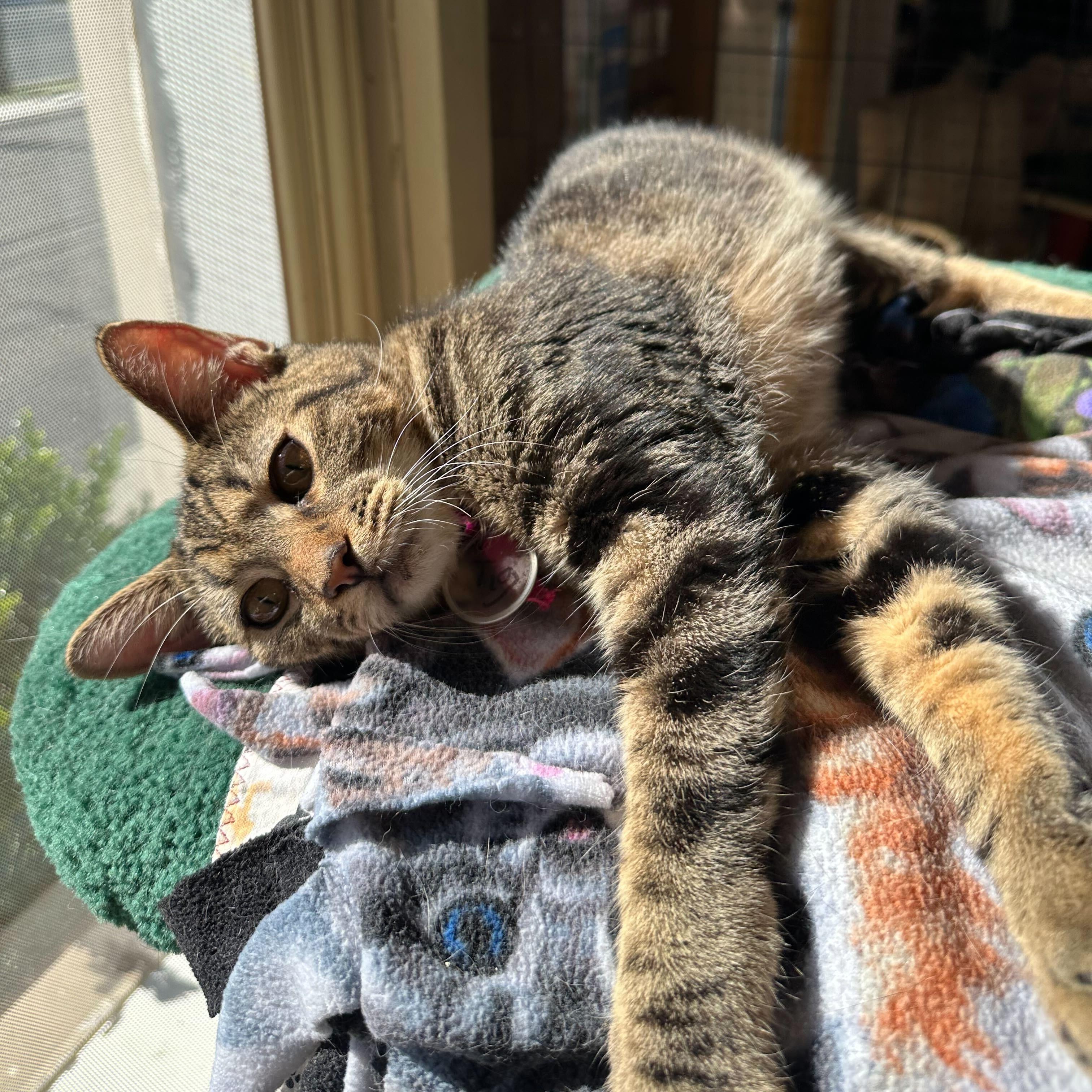Tigre (bonded to Tango), a Adoptable Tabby in East Brunswick, NJ image 5/6