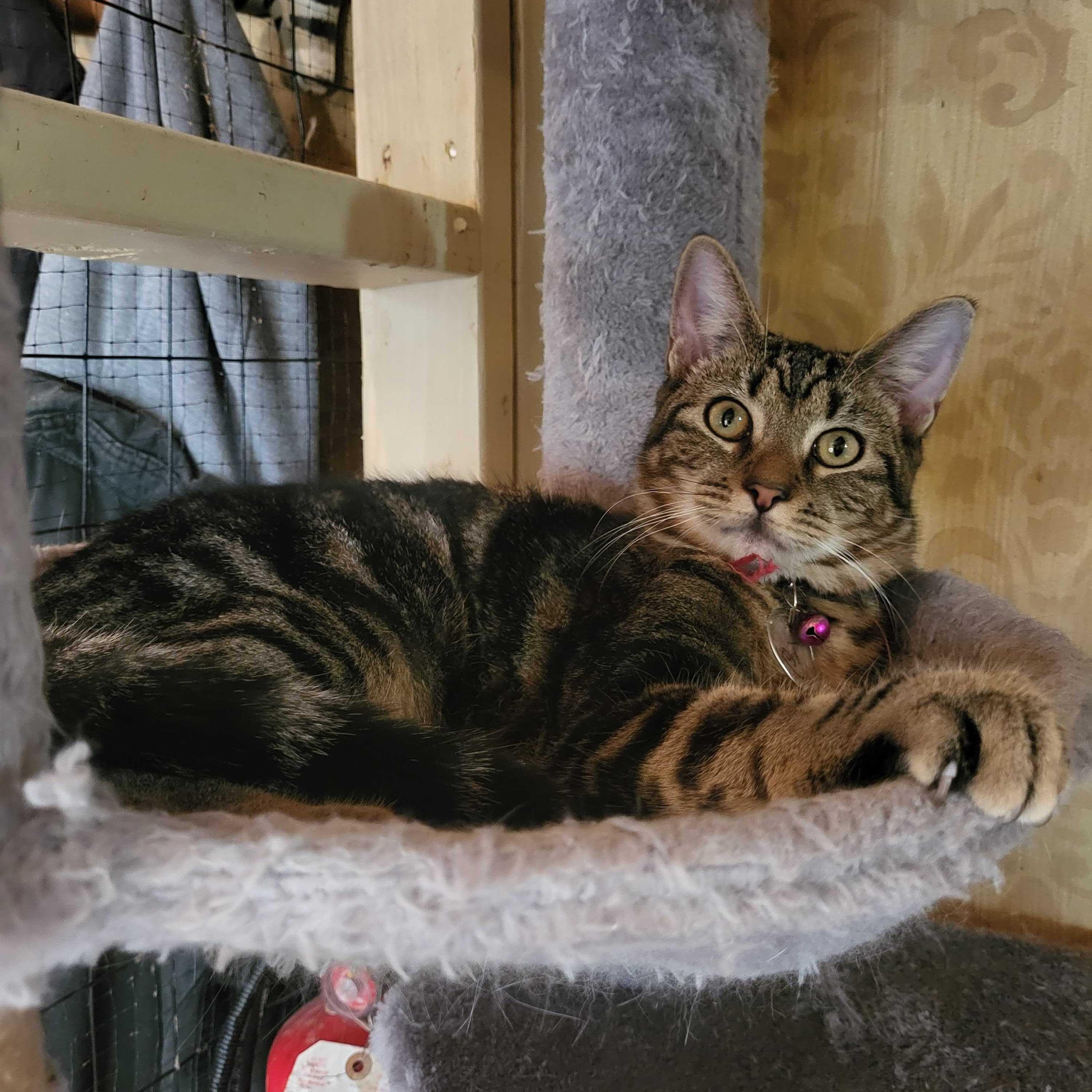 Tigre (bonded to Tango), a Adoptable Tabby in East Brunswick, NJ image 2/6