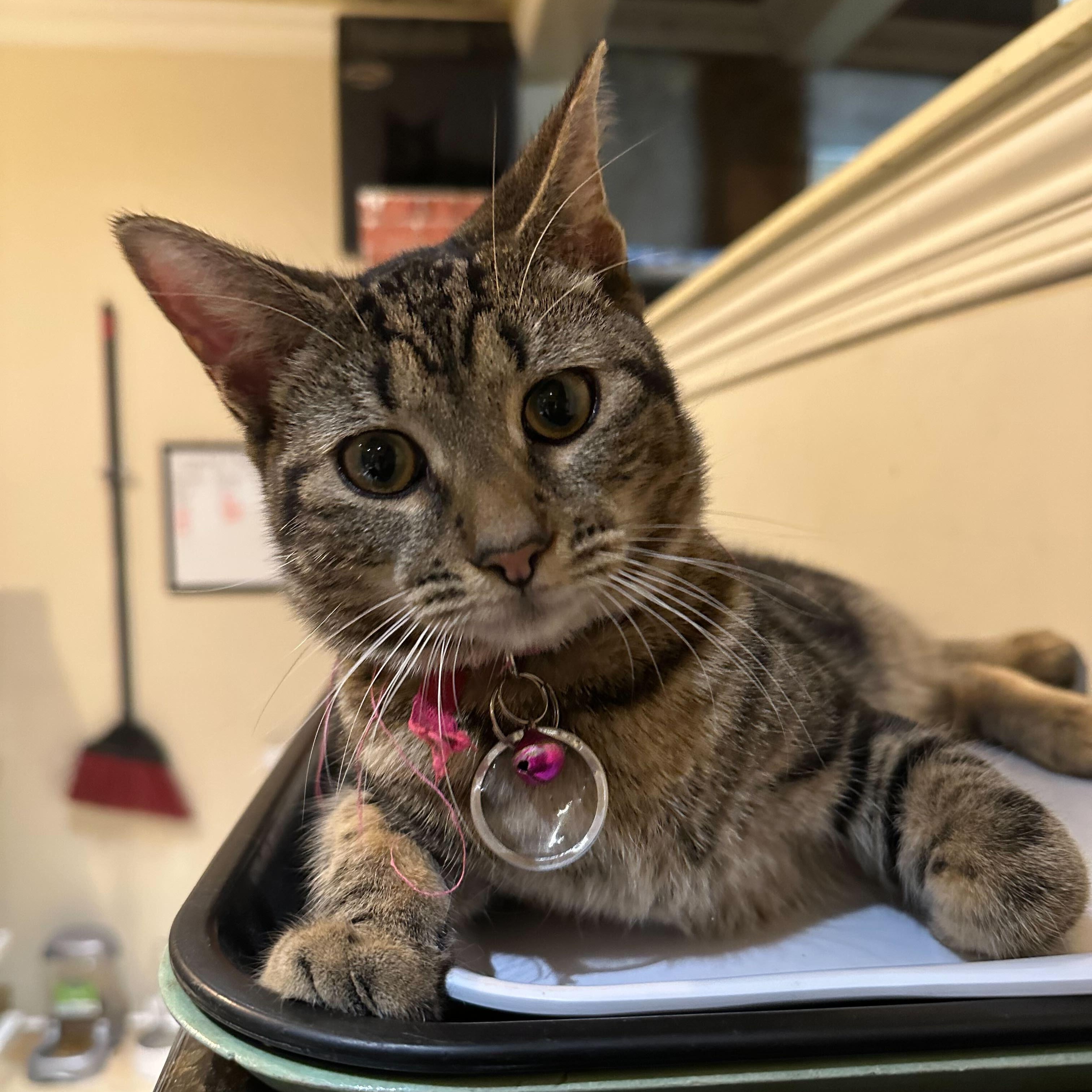 Tigre (bonded to Tango), Adoptable, Kitten Male Tabby.