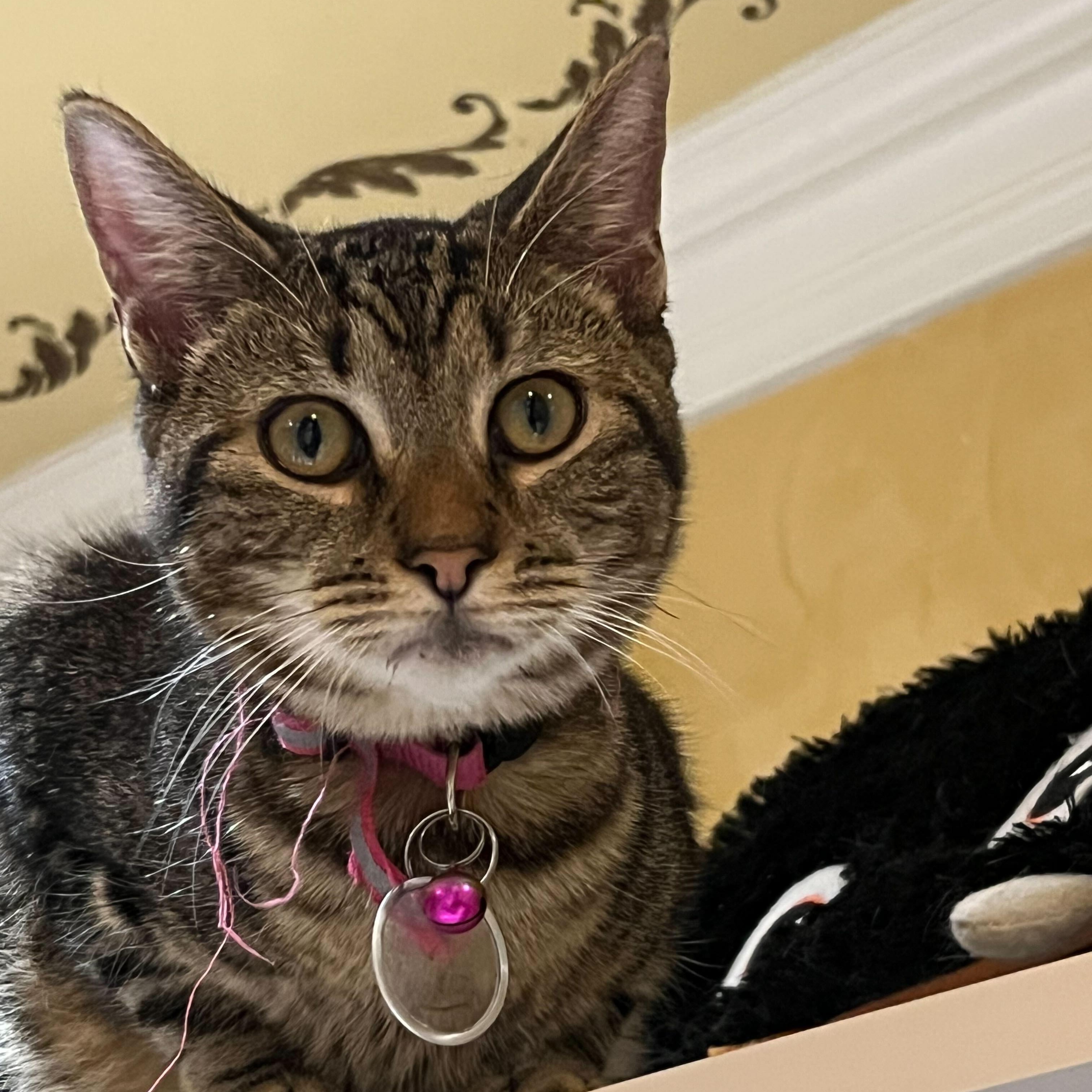 Tigre (bonded to Tango), a Adoptable Tabby in East Brunswick, NJ image 3/6