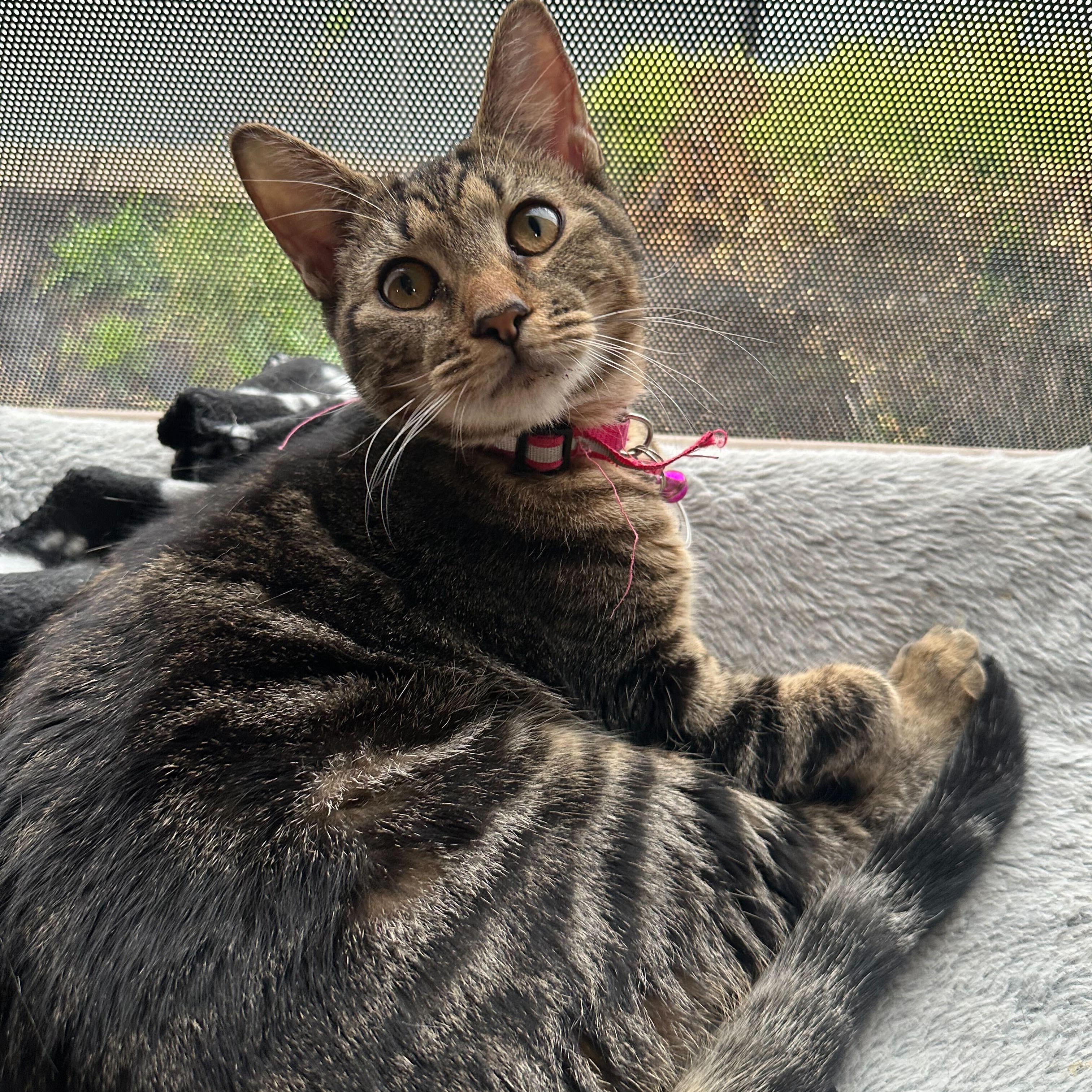 Tigre (bonded to Tango), a Adoptable Tabby in East Brunswick, NJ image 6/6