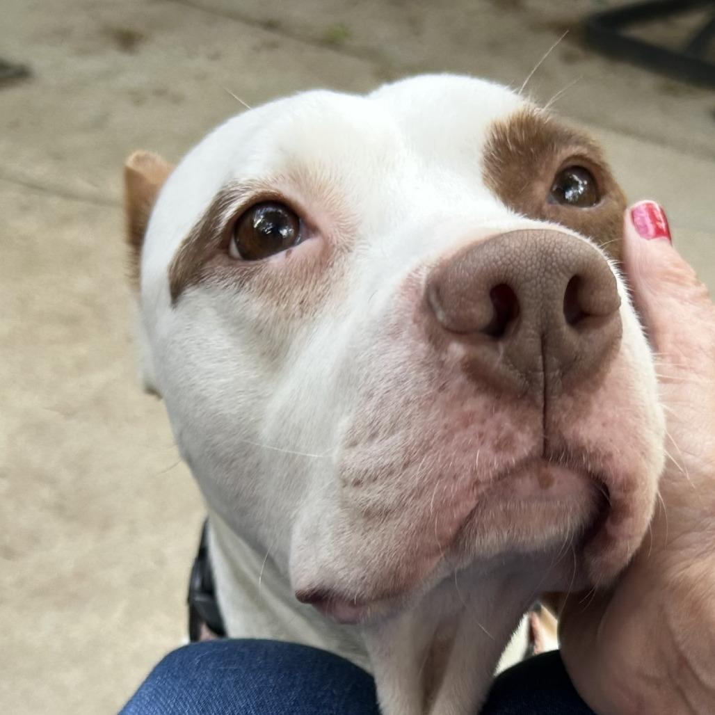 Cerise, a Adoptable Mixed Breed in Bentonville, AR image 1/6