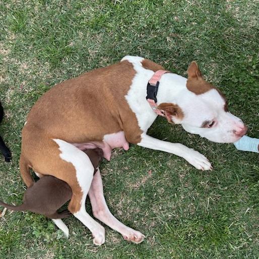 Cerise, a Adoptable Mixed Breed in Bentonville, AR image 2/6