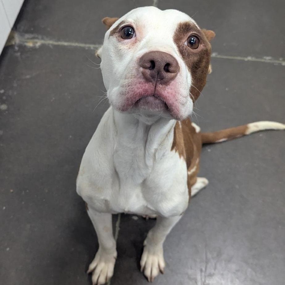 Cerise, a Adoptable Mixed Breed in Bentonville, AR image 4/6