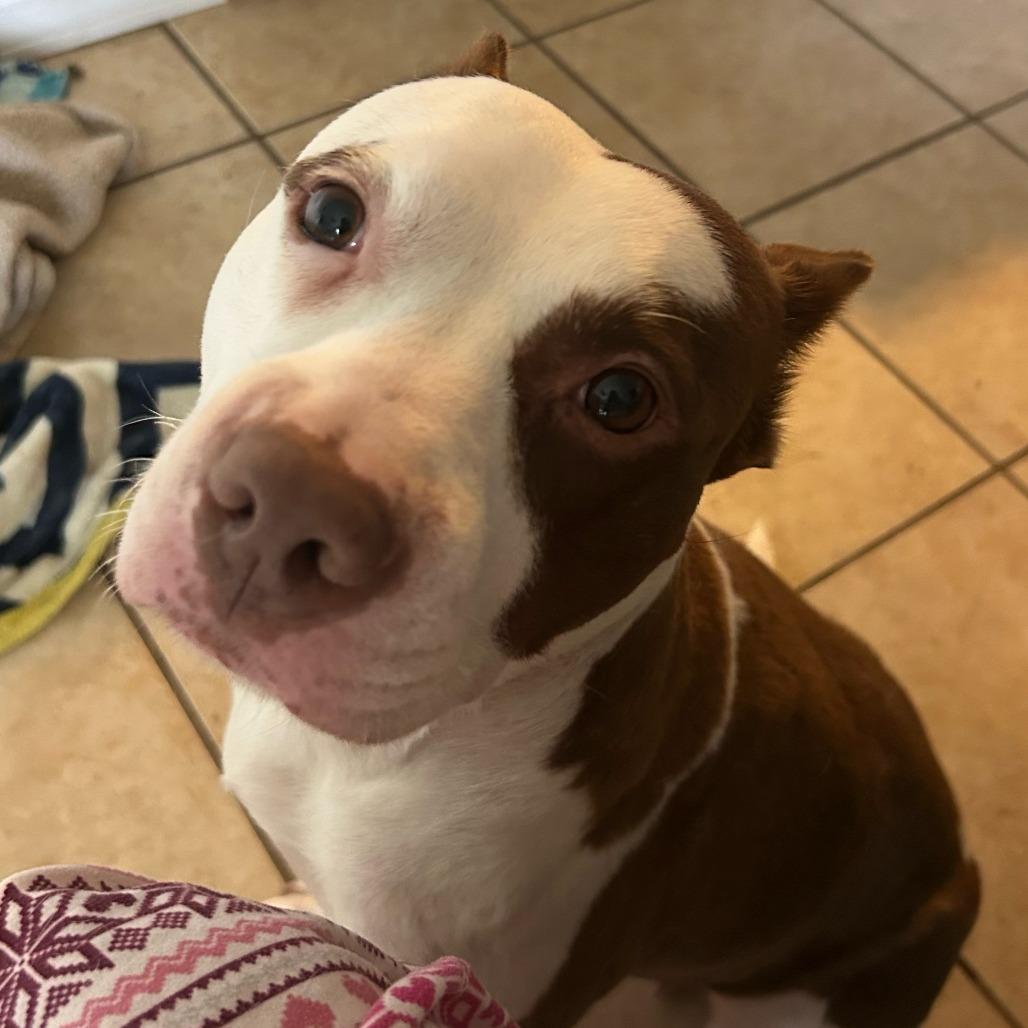 Cerise, a Adoptable Mixed Breed in Bentonville, AR image 5/6