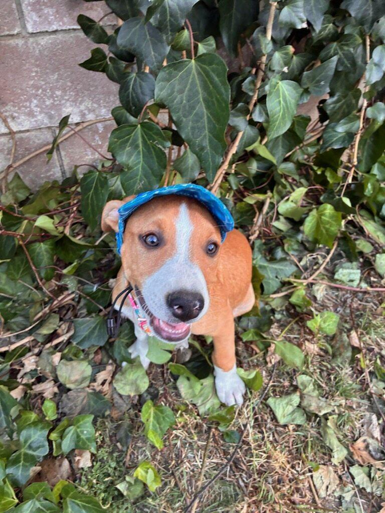 Mars, a ADOPTABLE mixed breed in Reseda, CA image 4/6