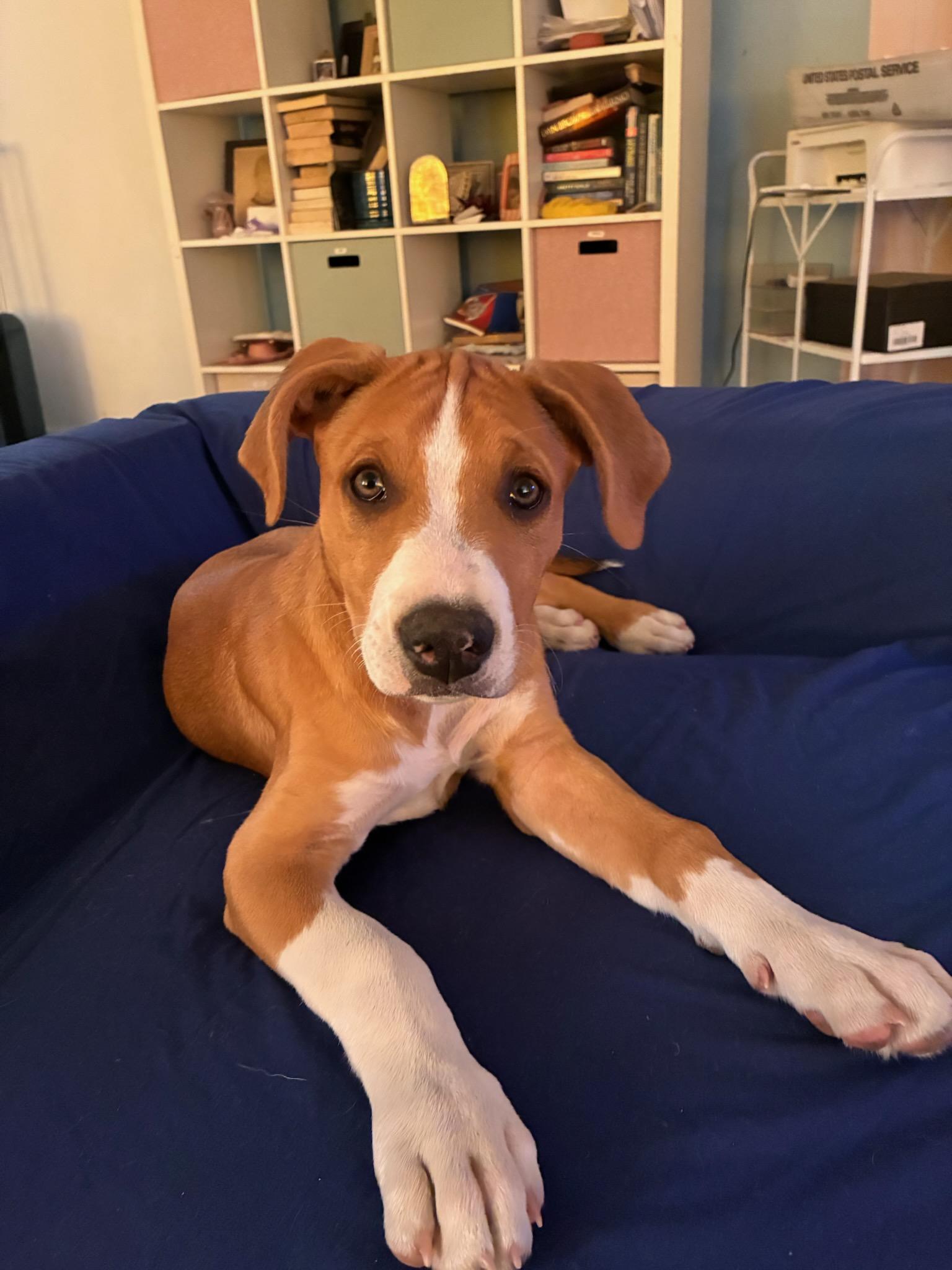 Mars, a ADOPTABLE mixed breed in Reseda, CA image 6/6