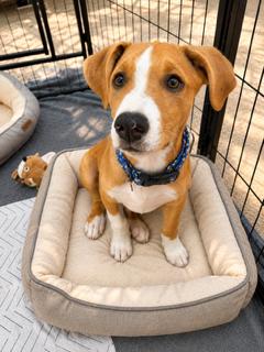 Mars, a ADOPTABLE mixed breed in Reseda, CA image 2/6