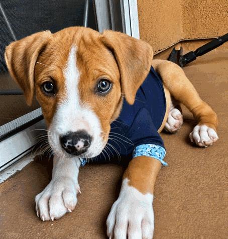 Mars, a ADOPTABLE mixed breed in Reseda, CA image 5/6