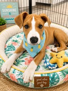Mars, ADOPTABLE, Puppy Male Labrador Retriever.