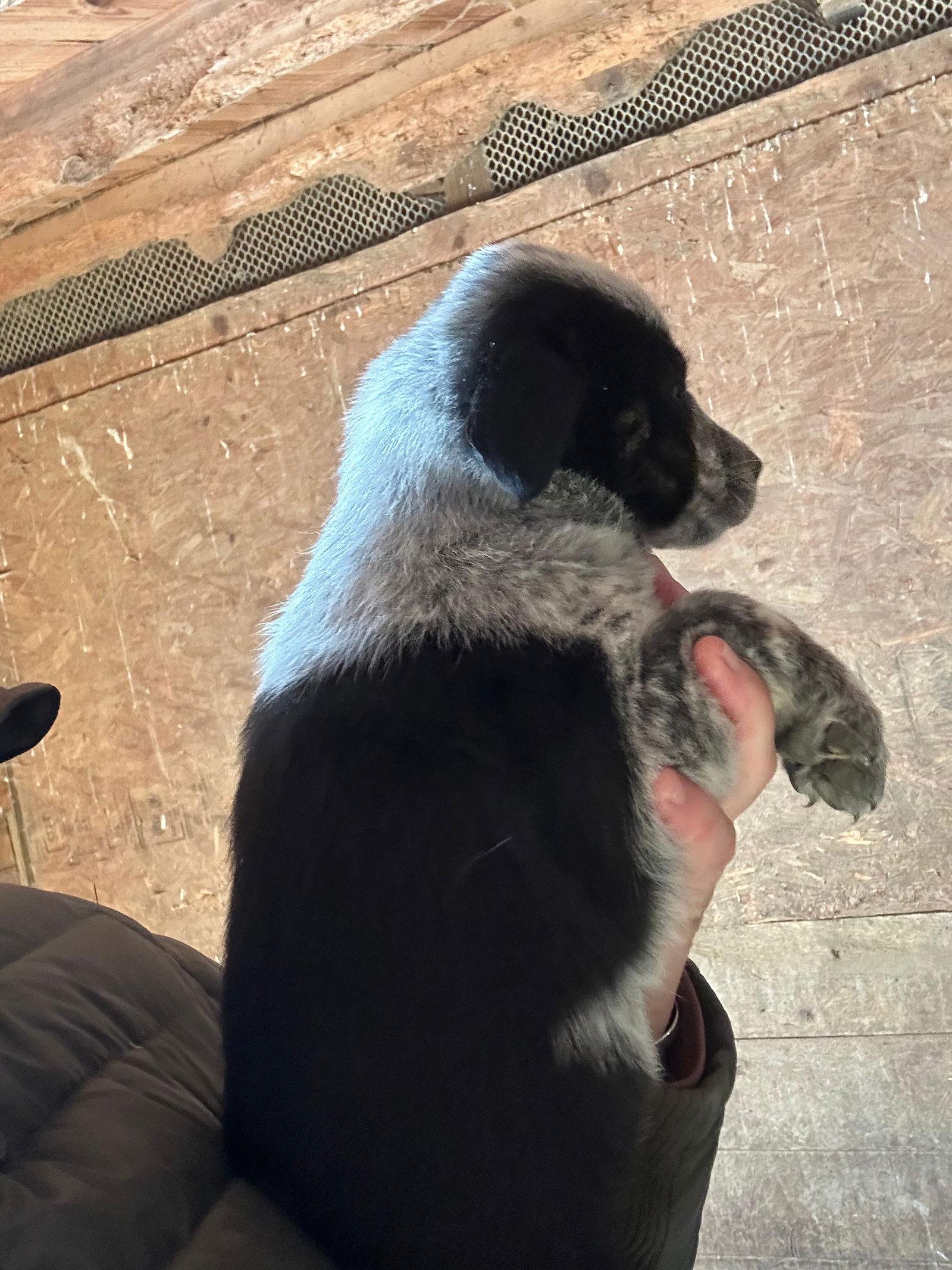 Brenna, Adopted, Puppy Female Cattle Dog & Australian Shepherd.