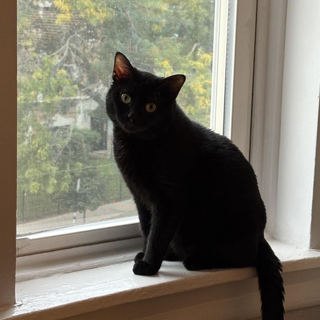 Shang, Adoptable, Adult Male Domestic Short Hair.