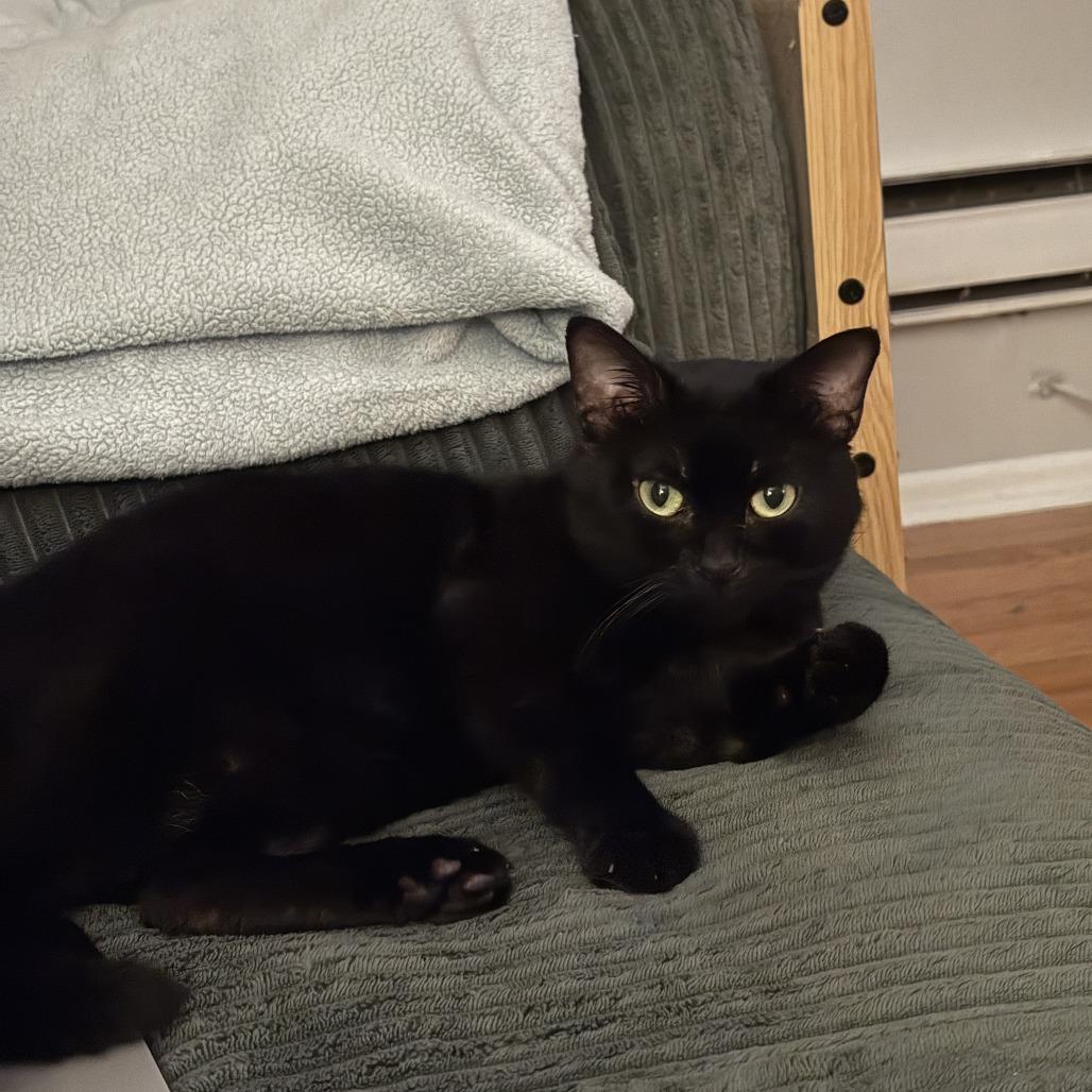 Shang, a Adoptable Domestic Short Hair in Evanston, IL image 2/4