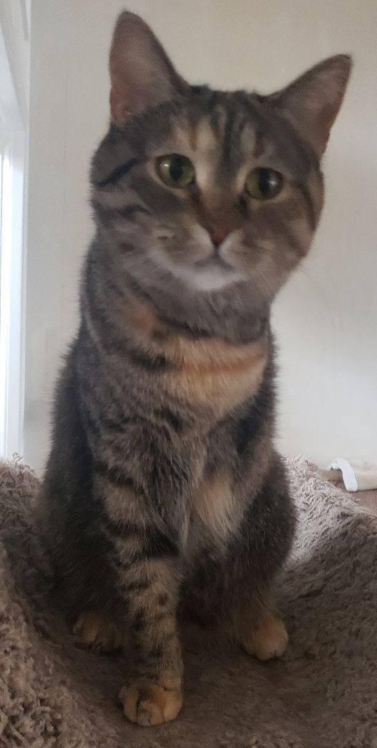 Brooklyn, Adoptable, Adult Female Tortoiseshell.