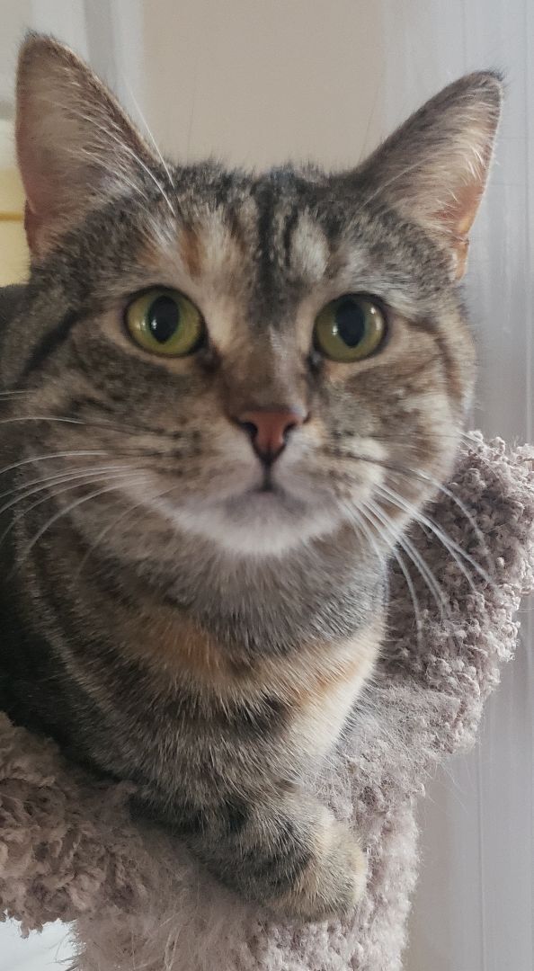 Enlarge Brooklyn, a Adoptable Tortoiseshell in Clarksville, IN image 2/2