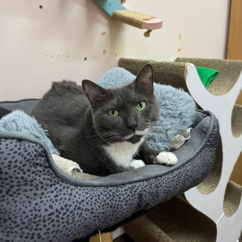 Sonet, a Adoptable Domestic Short Hair in Lauderhill, FL image 3/6