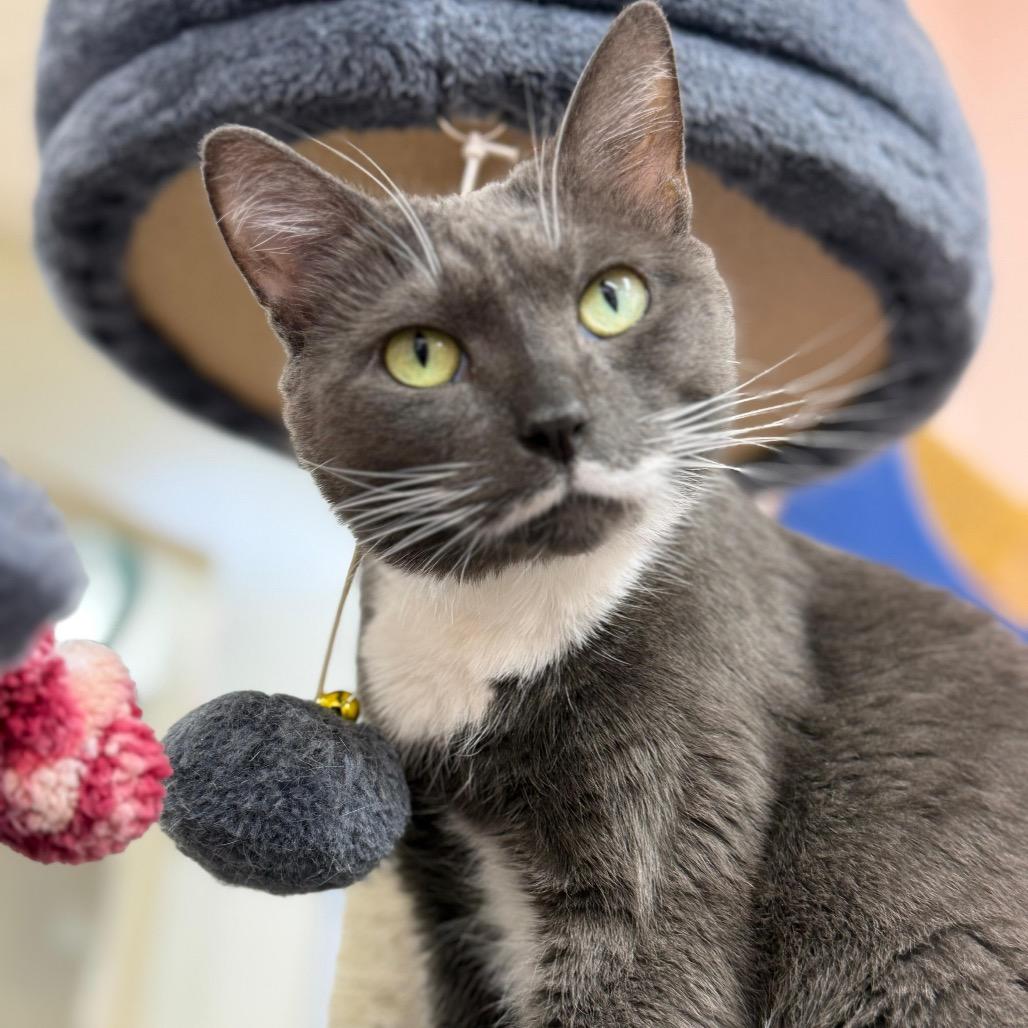 Sonet, a Adoptable Domestic Short Hair in Lauderhill, FL image 4/6