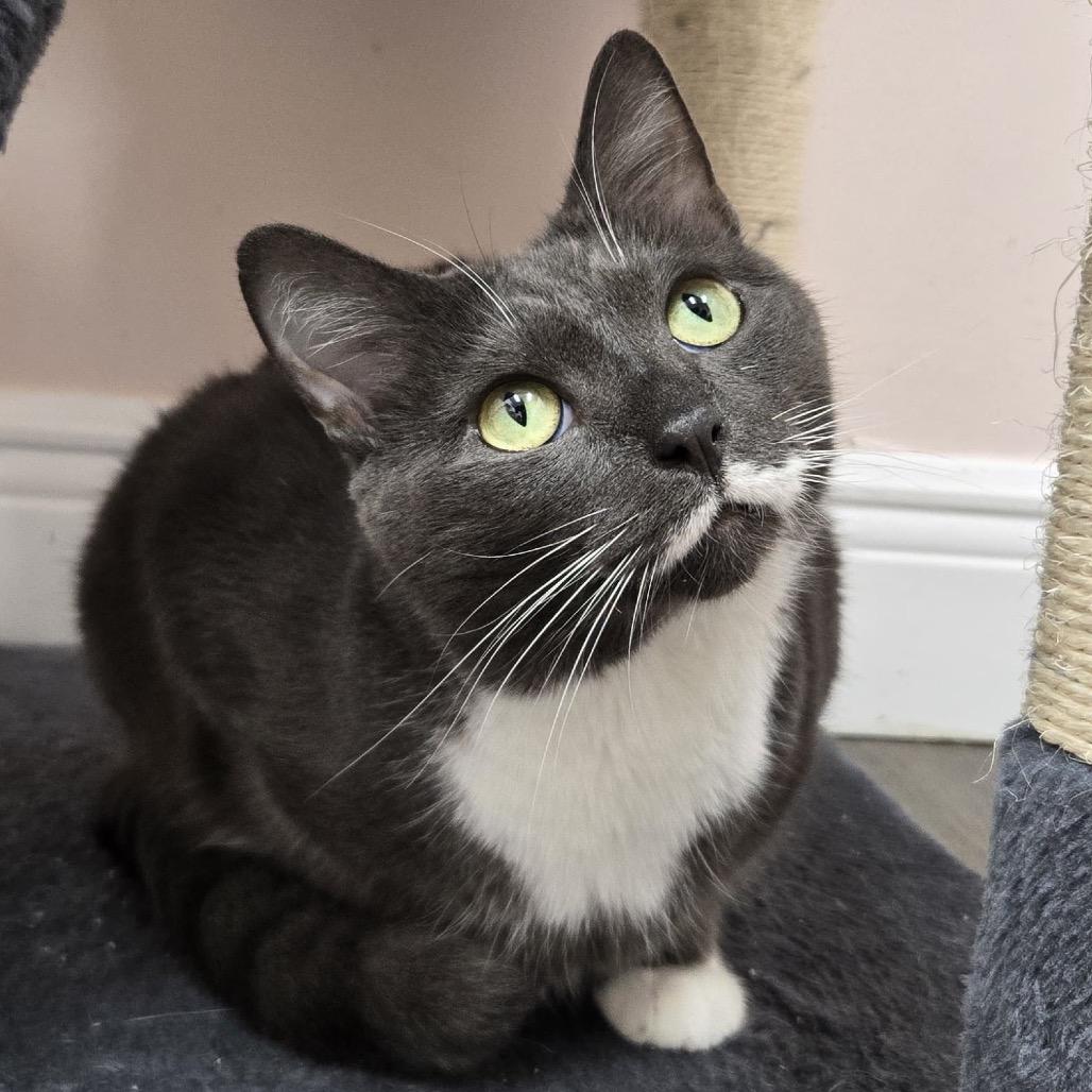 Sonet, a Adoptable Domestic Short Hair in Lauderhill, FL image 2/6