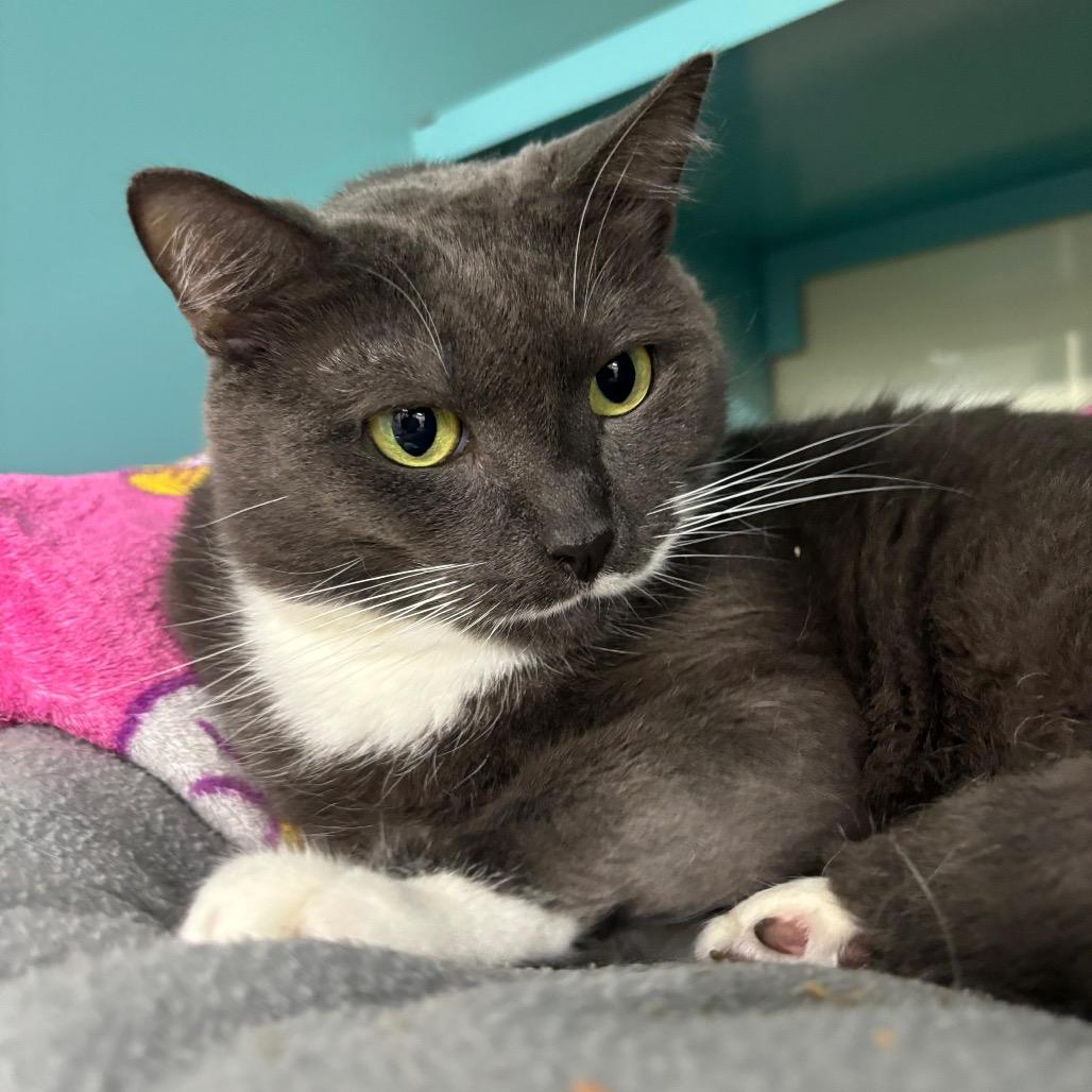 Sonet, a Adoptable Domestic Short Hair in Lauderhill, FL image 5/6