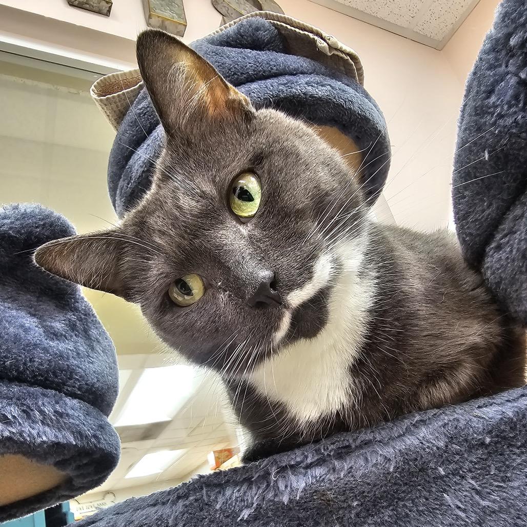 Sonet, a Adoptable Domestic Short Hair in Lauderhill, FL image 6/6