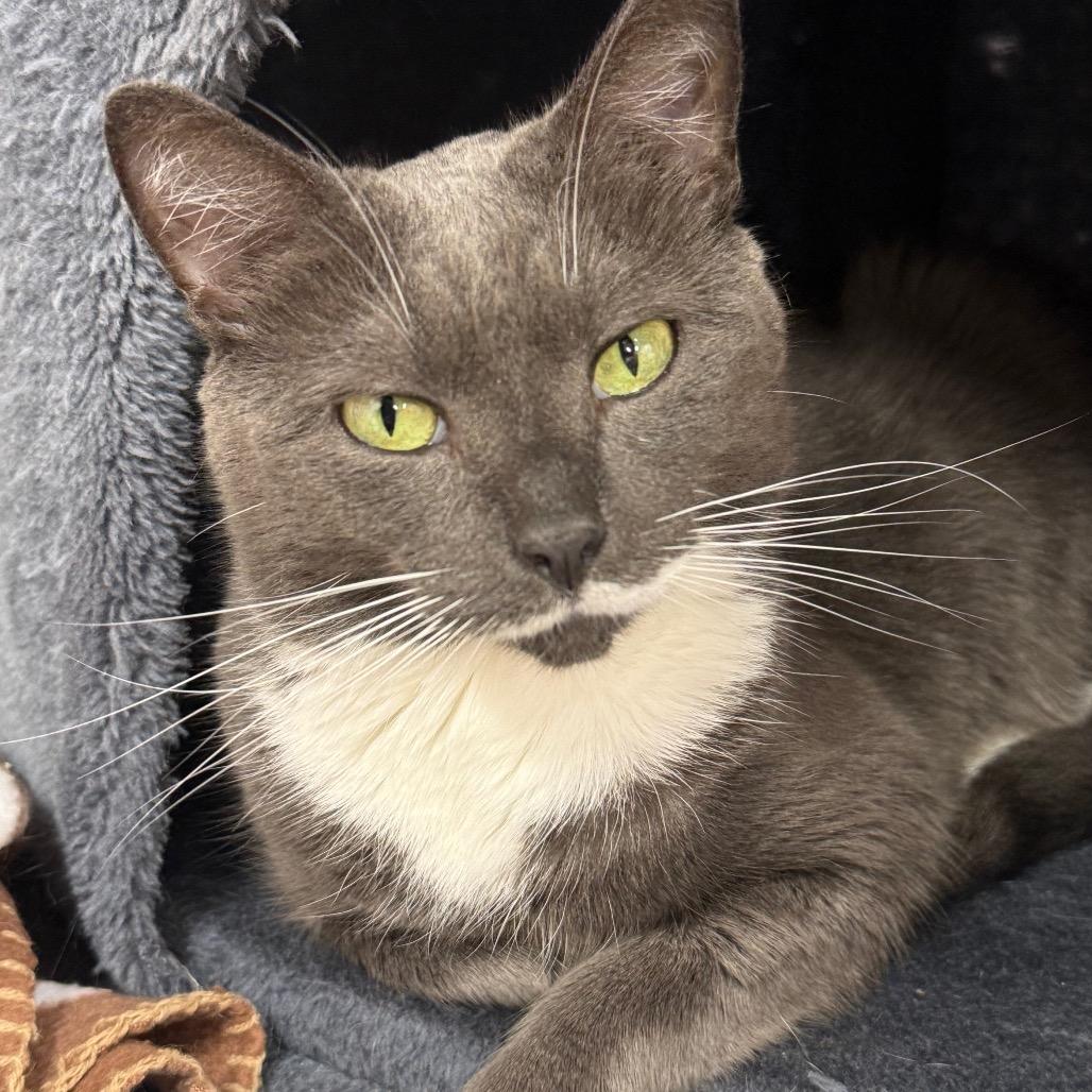 Sonet, a Adoptable Domestic Short Hair in Lauderhill, FL image 1/6