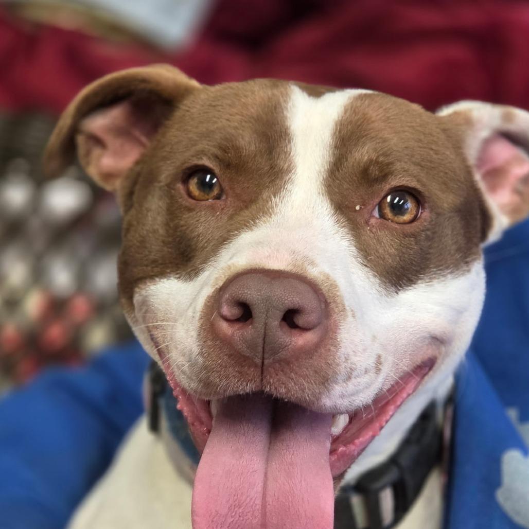 Fiona, a Adoptable mixed breed in Rock Falls, IL image 2/3